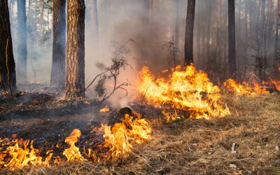 Wildfire Protection